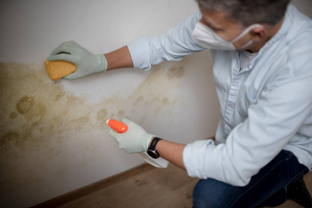 Best Crawl Space Mold Remediation in Lakewood, IL