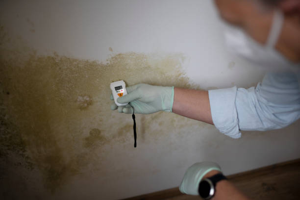 Best Attic Mold Remediation in Lakewood, IL
