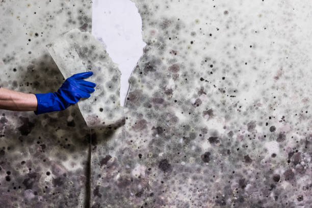 Best Post-Flood Mold Remediation in Lakewood, IL