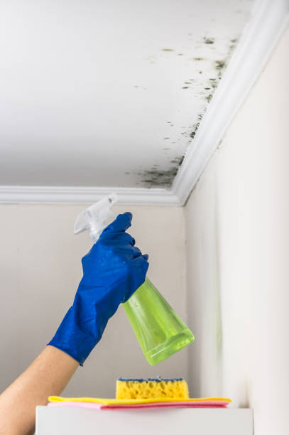 Best Bathroom Mold Remediation in Lakewood, IL