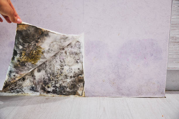Best White Mold Remediation in Lakewood, IL